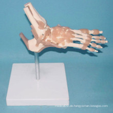 Medizinische menschliche Knochen-Funktion Skelett-Modell (R020908)